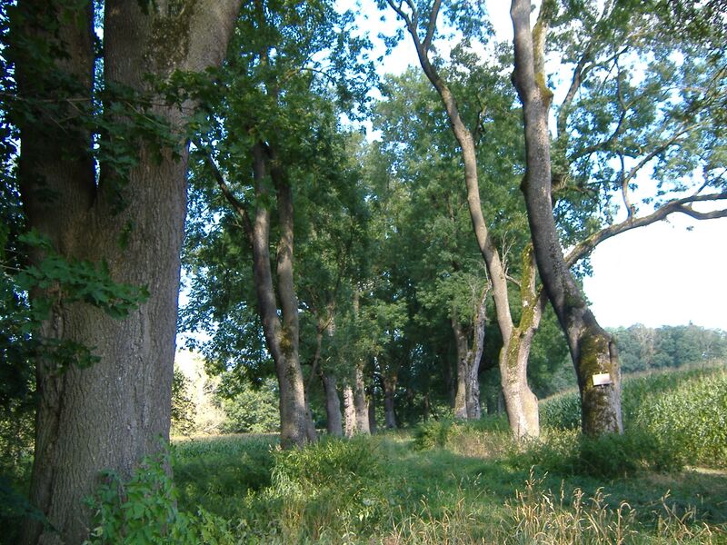 Файл:Allee Affing.JPG