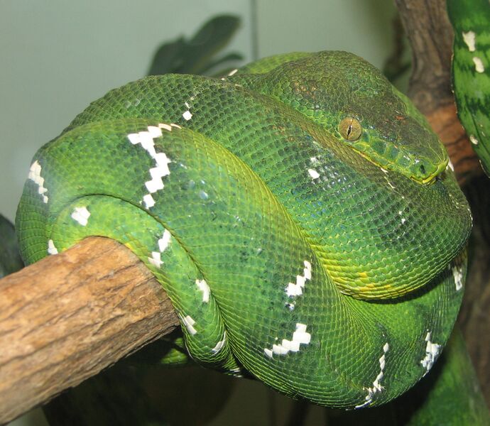 Файл:Emerald Tree Boa Image 003.jpg