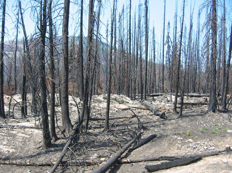Файл:Forest fire aftermath.jpg