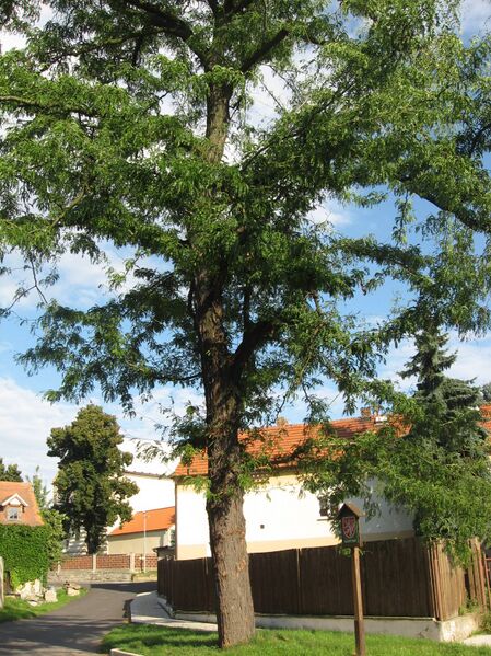 Файл:Gleditsia triacanthos Slavetin.JPG