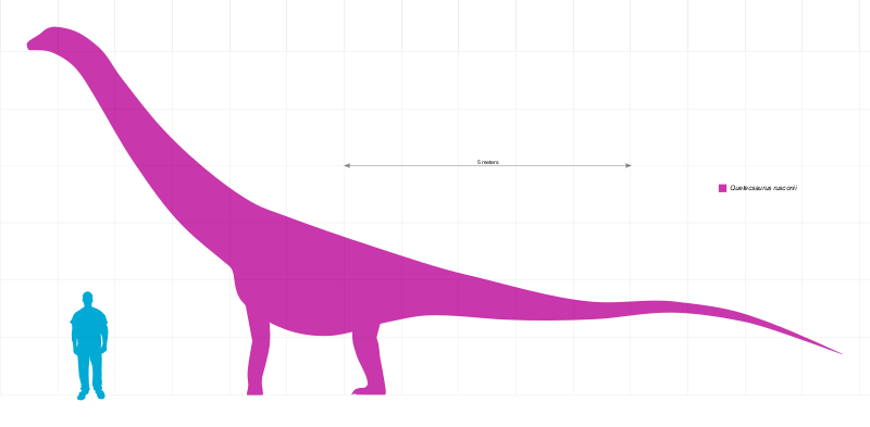 Файл:Quetecsaurus Scale.svg
