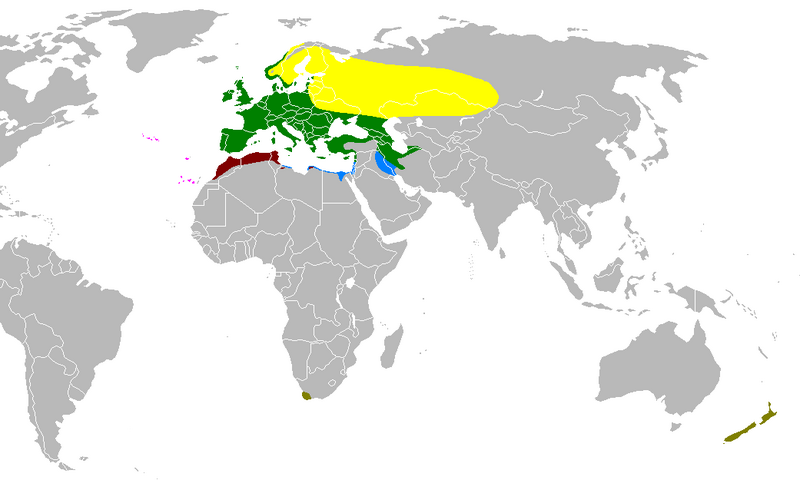 Файл:Rangemap-pinson.PNG