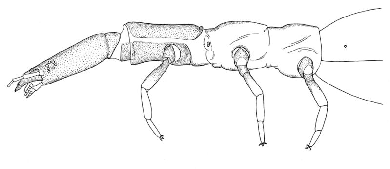 Файл:Raphidia-larva-caput&thrax.jpg