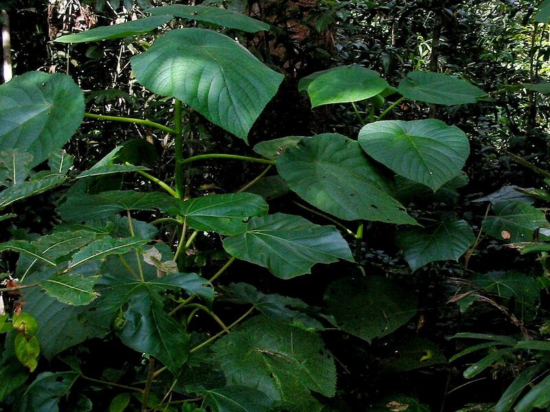 Файл:Stinging tree.JPG