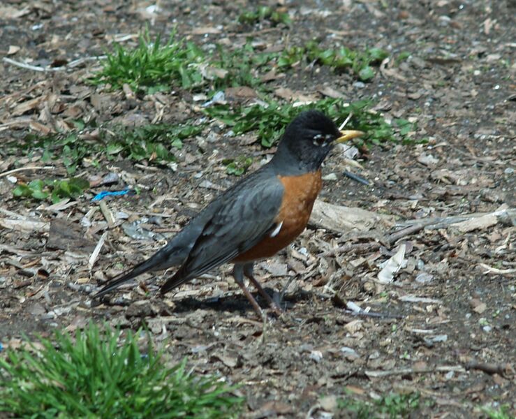 Файл:Turdus migratorius ProspectPark.JPG