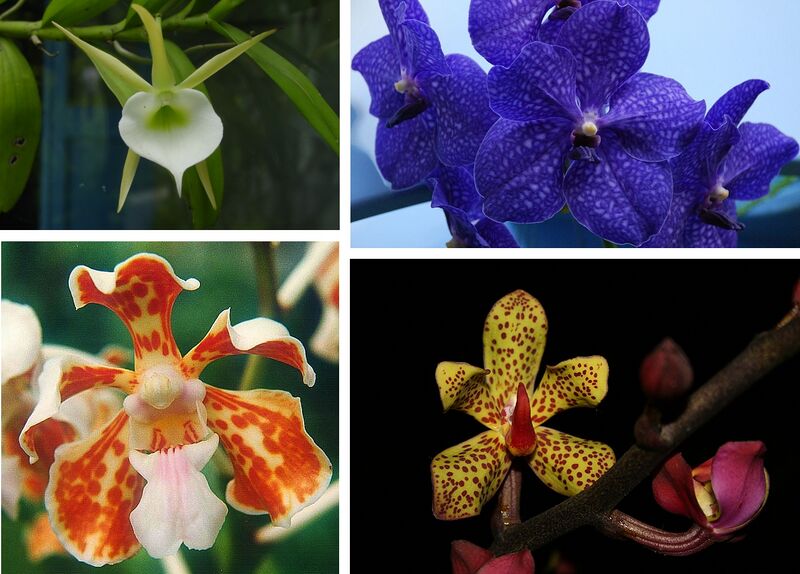 Файл:Vandeae various examples.jpg