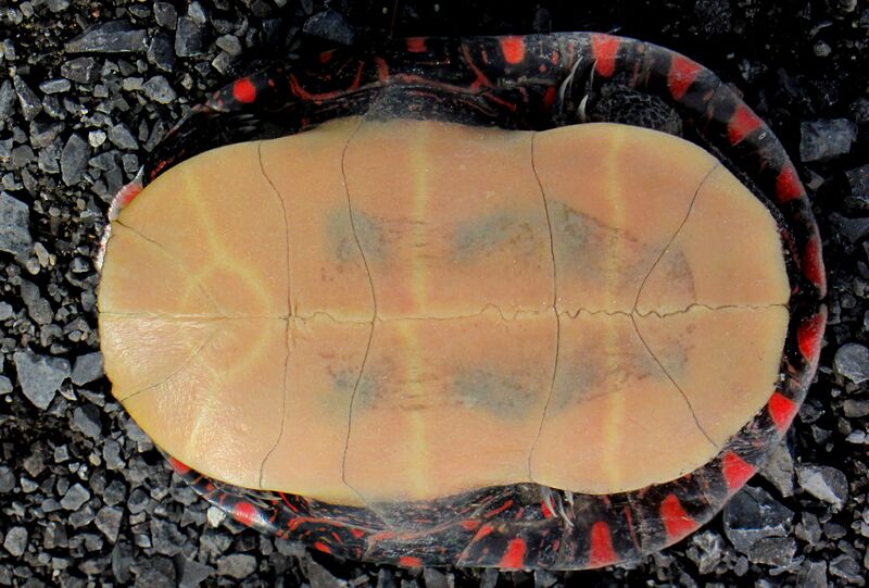 Файл:B2 Midland painted turtle underside.jpg