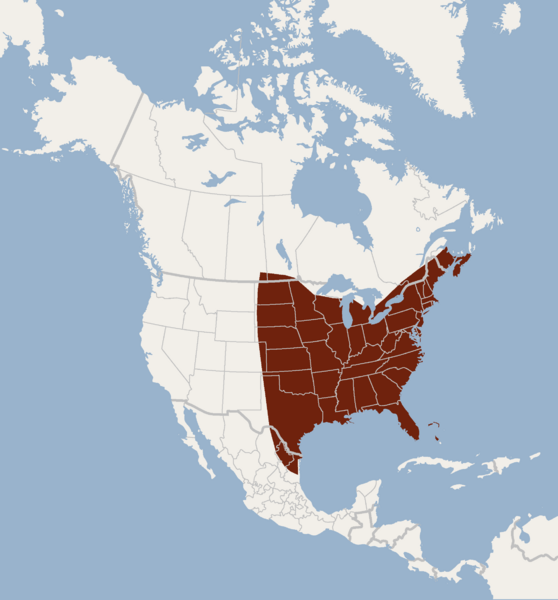 Файл:Distribution of Lasiurus borealis.png