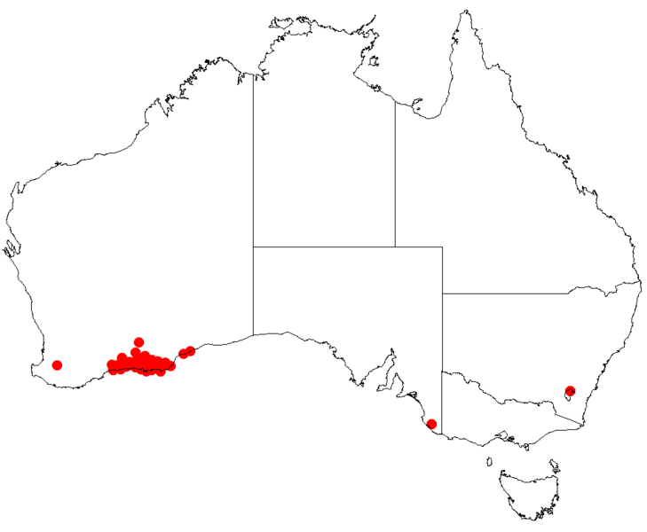 Файл:Hakea cinereaDistMap21.png