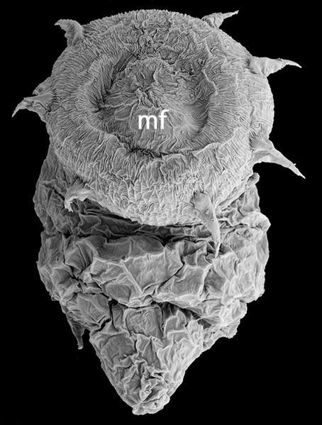 Файл:Halicryptus spinulosus larva frontosagittal view.png