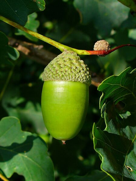 Файл:Quercus robur 003.JPG