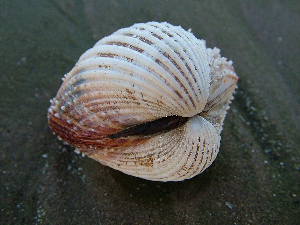 Файл:Shell On Sand.jpg