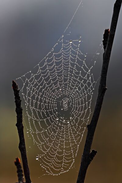 Файл:Spider web with dew drops.jpg