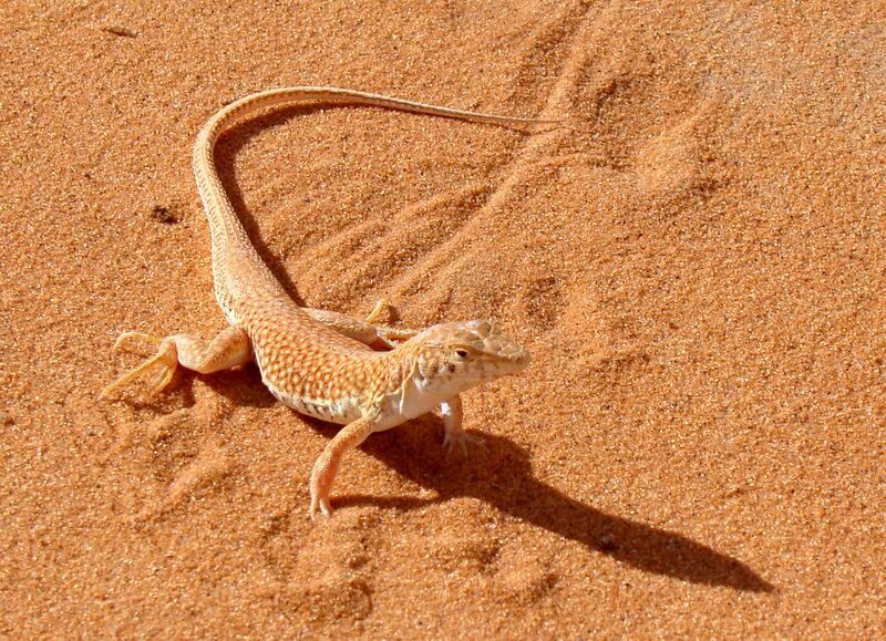 Файл:Acanthodactylus longipes Front.jpg