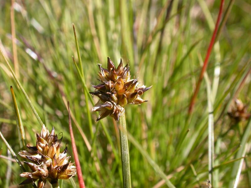 Файл:Carex maritima.JPG