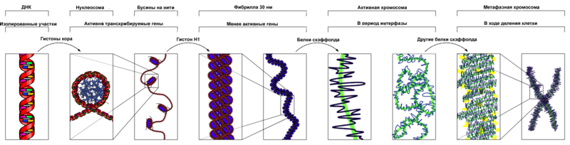 Файл:Chromatin Structures ru.png