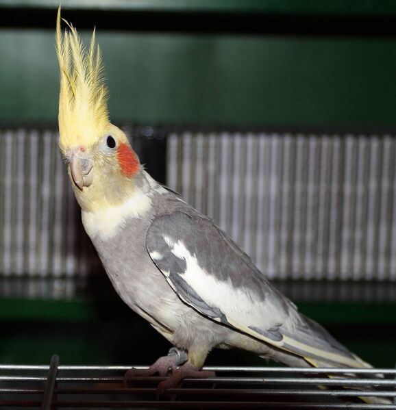 Файл:Cockatiel-Rico-001.jpg