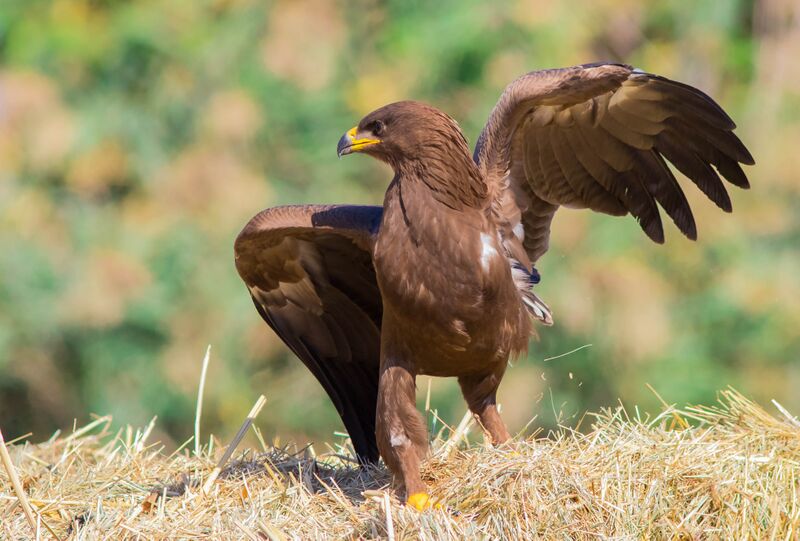 Файл:Lesser spotted eagle 2016.jpg