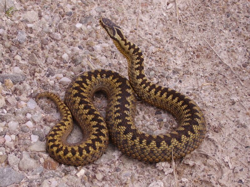 Файл:Loch Shin adder.JPG