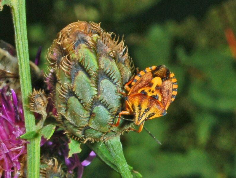 Файл:Pentatomidae - Codophila varia.JPG