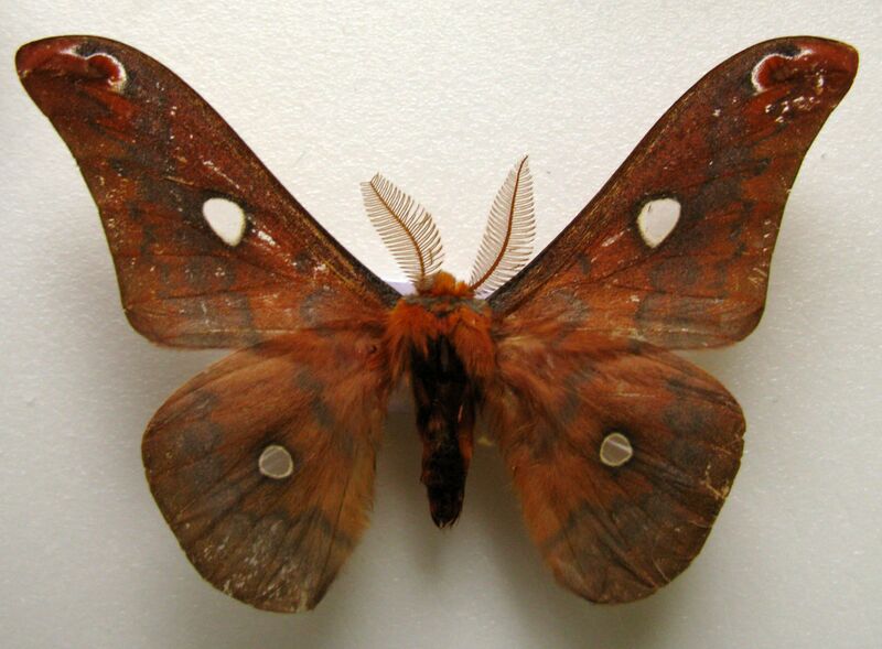 Файл:Rhodinia fugax diana.JPG