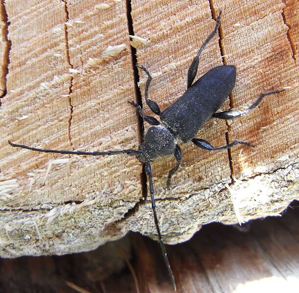 Файл:Ropalopus macropus up.JPG