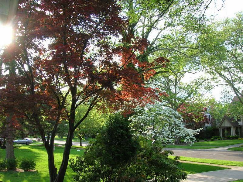 Файл:Spring Trees.jpg