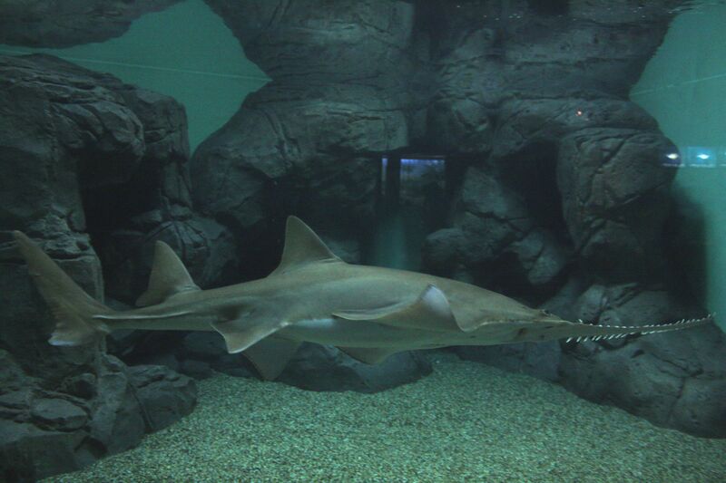 Файл:2009 Pristis microdon2.JPG