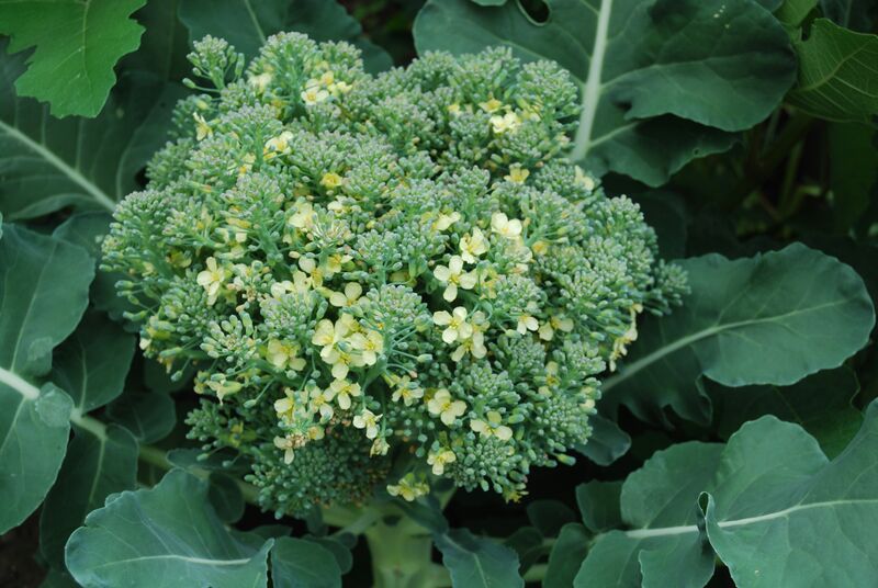 Файл:Blühende Broccoli.JPG