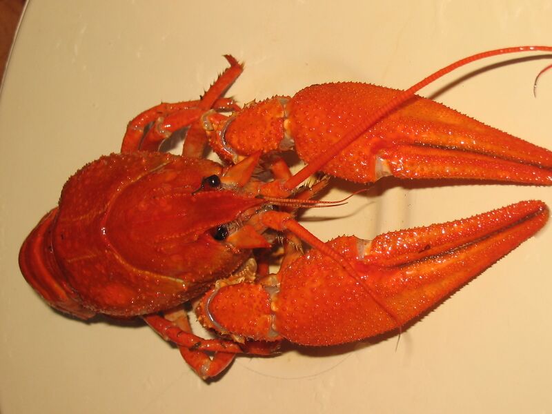 Файл:Boiled crawfish.jpg