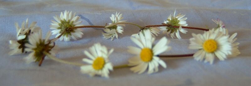 Файл:Daisy chain.JPG