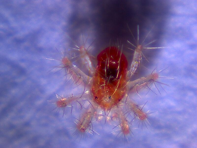 Файл:Rote Spinne.jpg