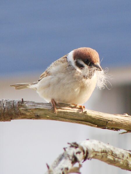 Файл:Tree Sparrow 20080423.JPG
