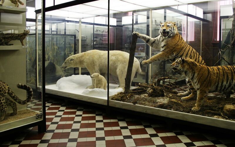 Файл:ZooMuseum.JPG