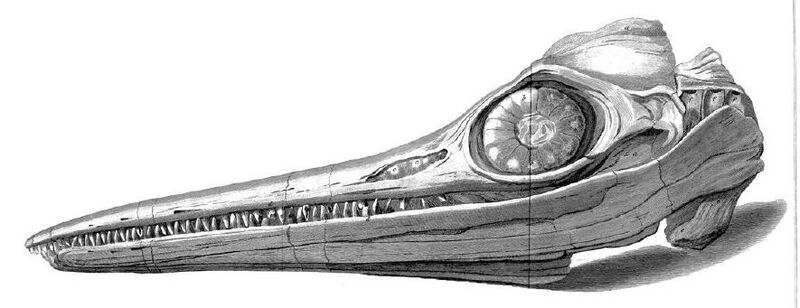 Файл:AnningIchthyosaurSkull.jpg