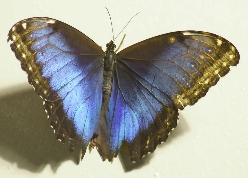 Файл:Bluemorphobutterfly.jpg