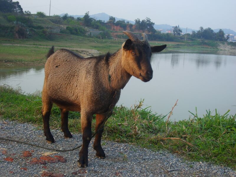 Файл:Fuqing Goat.JPG