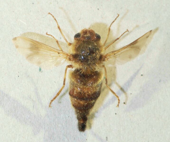 Файл:Gasterophilusintestinalis.JPG