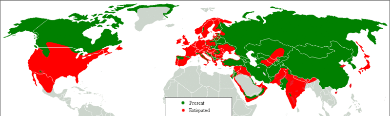 Файл:Gray Wolf Distribution.gif