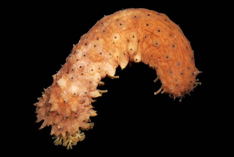 Файл:Holothuria difficilis.jpg