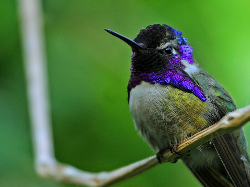 Файл:Hummingbird.jpg