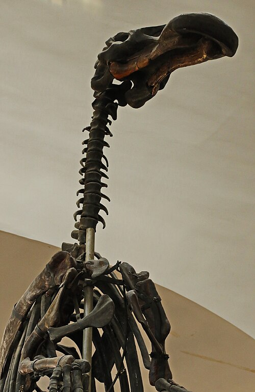 Файл:Mandschurosaurus Amurensis..2H1A0368WI.jpg