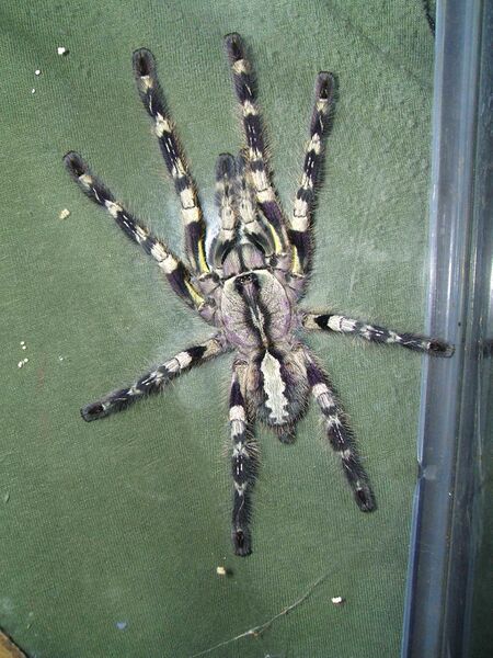 Файл:P regalis.JPG