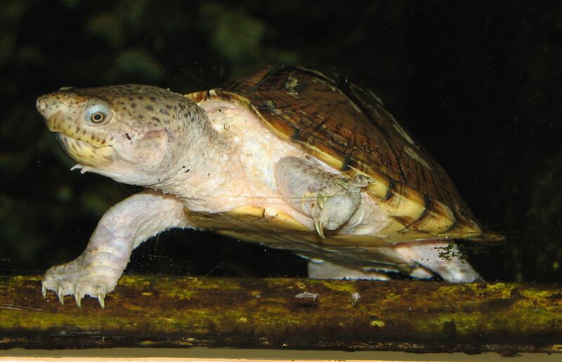Файл:RazorBackMuskTurtle.jpg