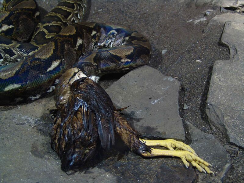 Файл:Reticulated Python 04.jpg