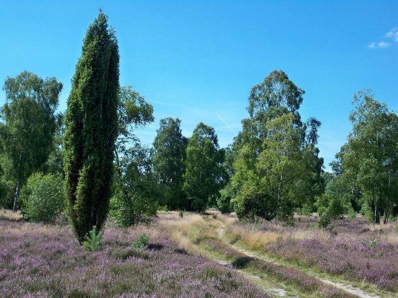 Файл:Schnuckenheide.JPG
