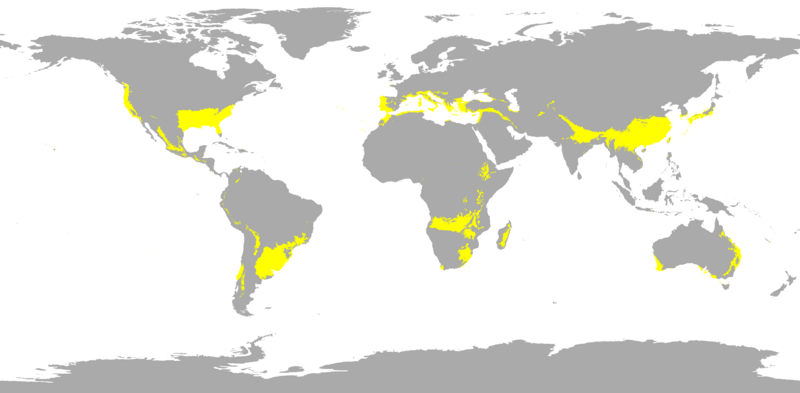 Файл:Subtropical.png