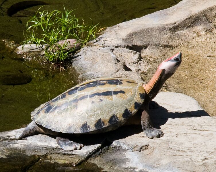 Файл:Turtle Stretching Its Neck.jpg
