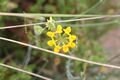 Вязель ситниковый (Coronilla juncea)