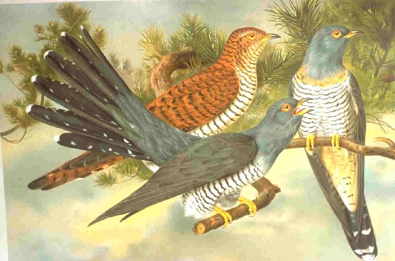 Файл:Cuculus canorus.jpg